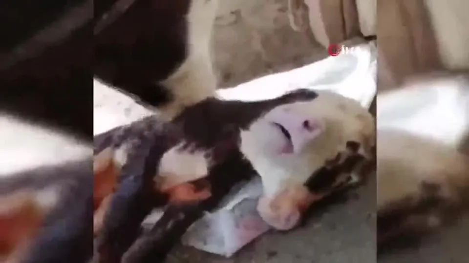 Köylüler hayretler içinde kaldı! İki başı, iki ağzı ve dört gözü olan...