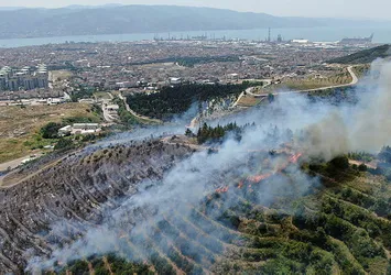 Yanan ormanlar küllerinden yeniden doğdu! 5 milyondan fazla ağaç dikildi