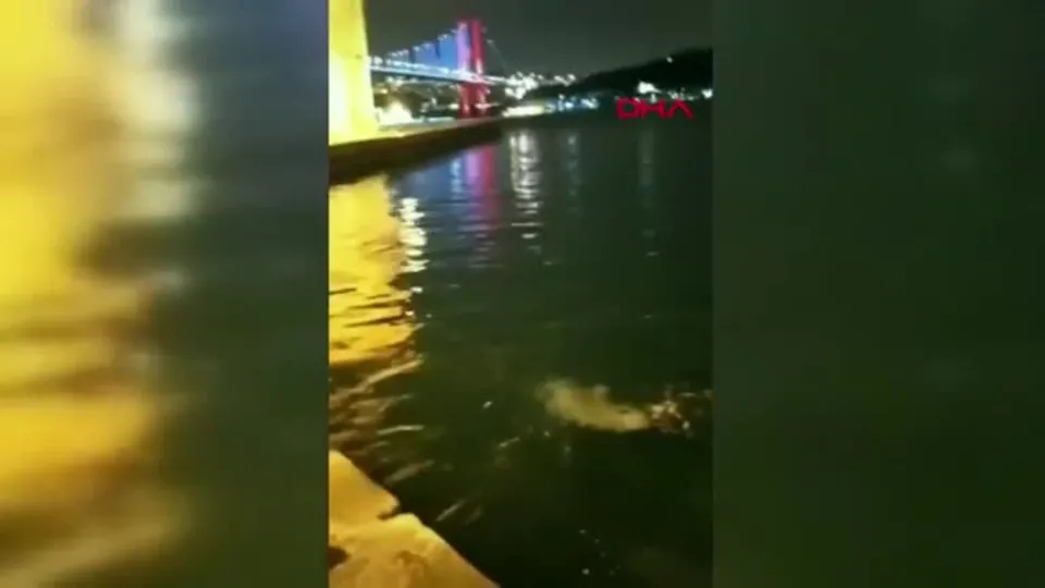 Boğaz’da şaşırtan görüntü! Yunus balıkları kıyıda görüntülendi |Video