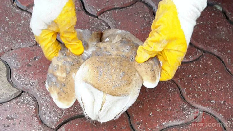 Koronavirüs nedeniyle sokağa çıkmak yasaklanmıştı! Sokakta yıllardır görülmeyen misk kedisi görüntülendi 11