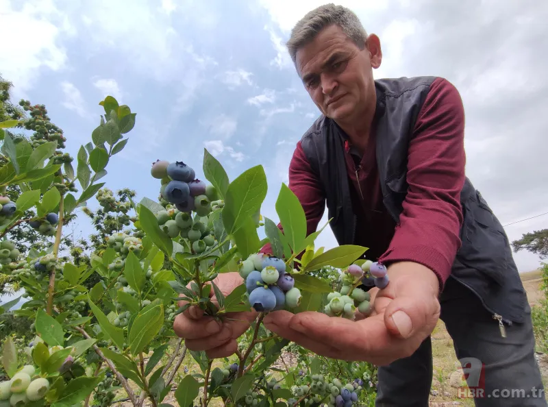 Nadir bulunan meyve türü kısa sürede zengin etti! Kilosunu 100 liradan satıyor 13