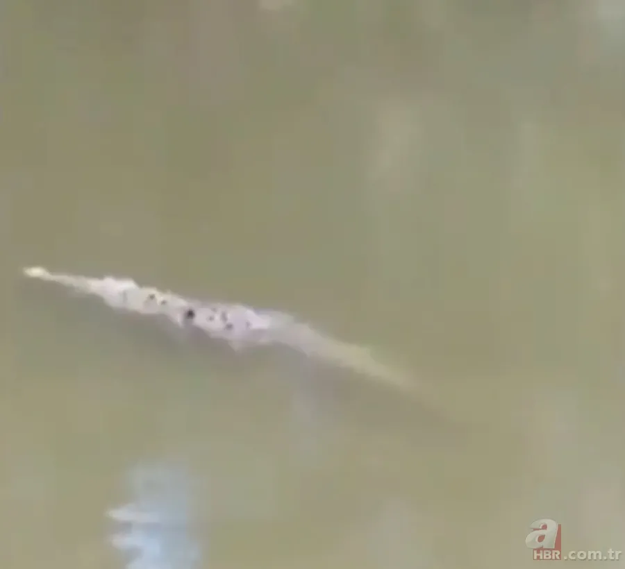 Gören şoke oldu! O ilimizde görüntülendi 6