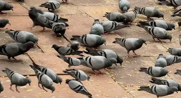 1707140161665.jpg Resimdeki baykuşu şahin gözlüler bulabiliyor! Sadece 5 saniyeniz var - 1