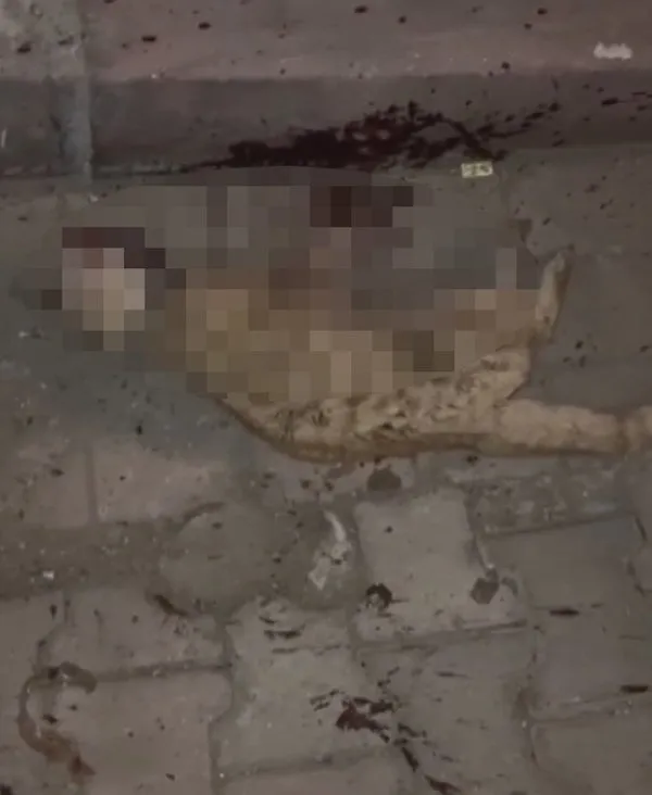 Son dakika Gaziosmanpaşa�da peş peşe kedi ölümleri! Bu nasıl bir