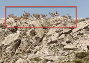 Kayalıklarda görüntülendi! Nesli tükenme tehlikesi altında