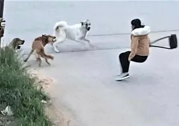 Başıboş köpekler genç kıza saldırdı! Yardımına son anda yetişti