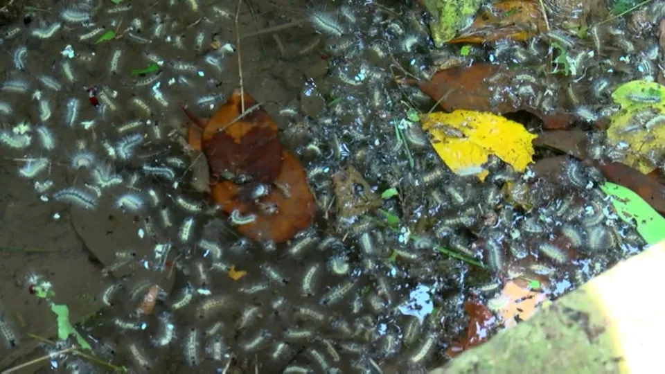 Beykoz'da tırtıl istilası! Örümcek ağı gibi her yeri sardı