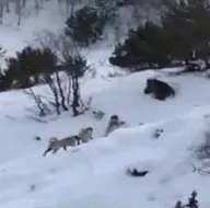 Köye inen ayıyı köpekler kovaladı