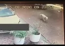 Vicdansız! Köpeği ezip kaçtı