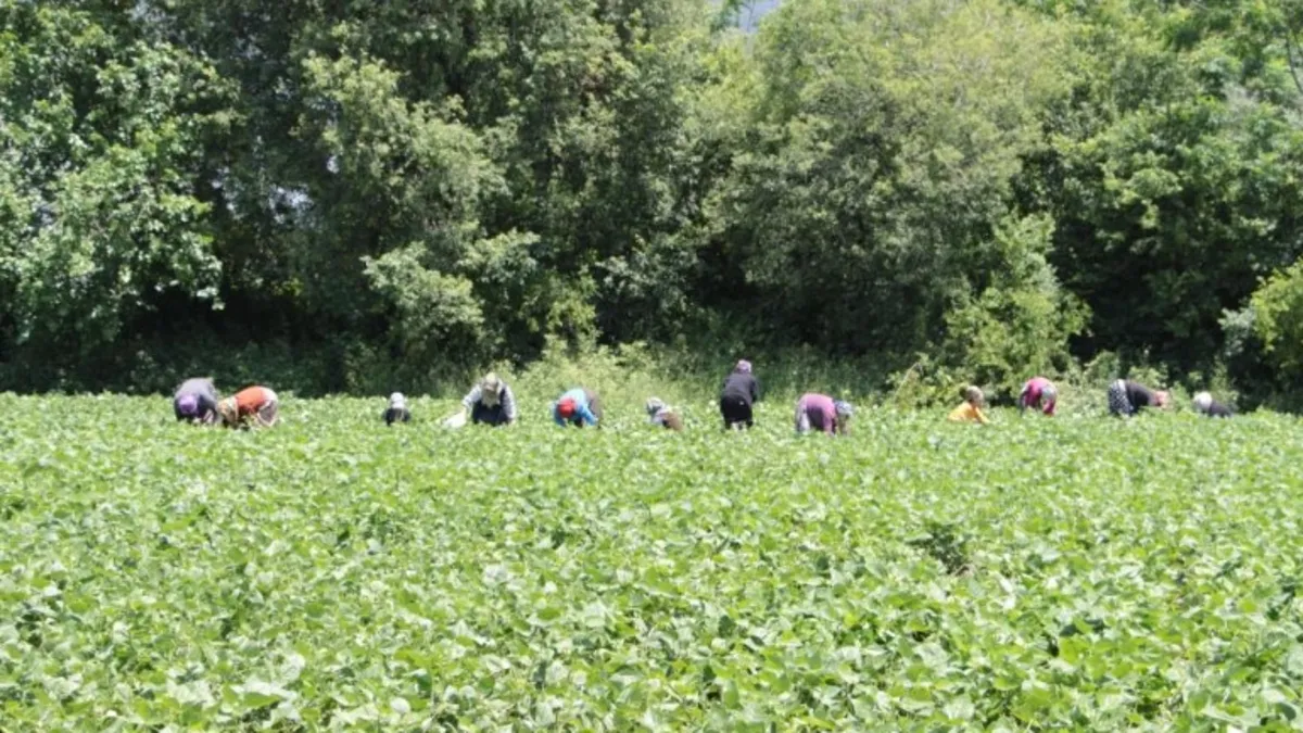 En bereketli topraklarda hasat başladı: 3 dönüm arazide ekti 50 TL'den satılıyor