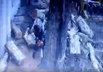 Geziciler neredesiniz? Çevreci ayağına yatanlar ölü numarası yapıyor! İBB'nin 112 çınarı katletmesine tepkiler çığ gibi