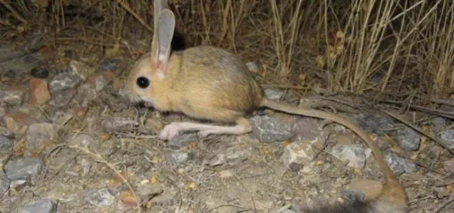 Kanguru faresi nedir? Kanguru faresi nerelerde görülür? Kanguru faresi zararlı mı?