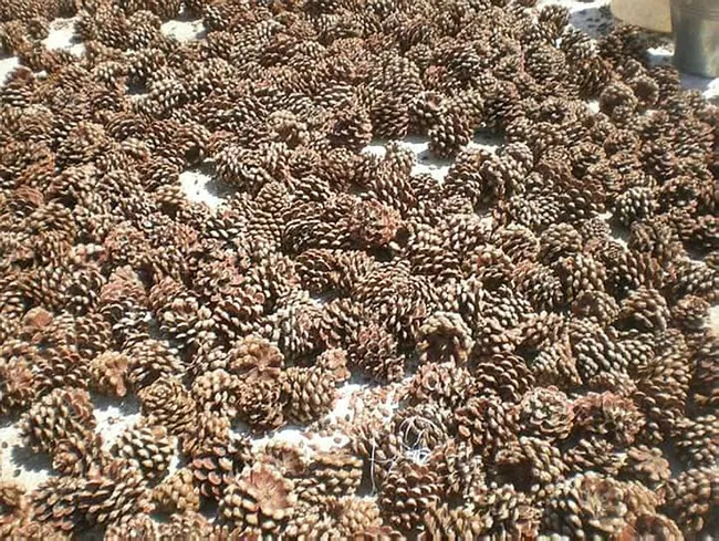 Çanakkale’de motosikletiyle gezerken fark ettiği çam fıstıkları geçim kaynağı oldu - 5