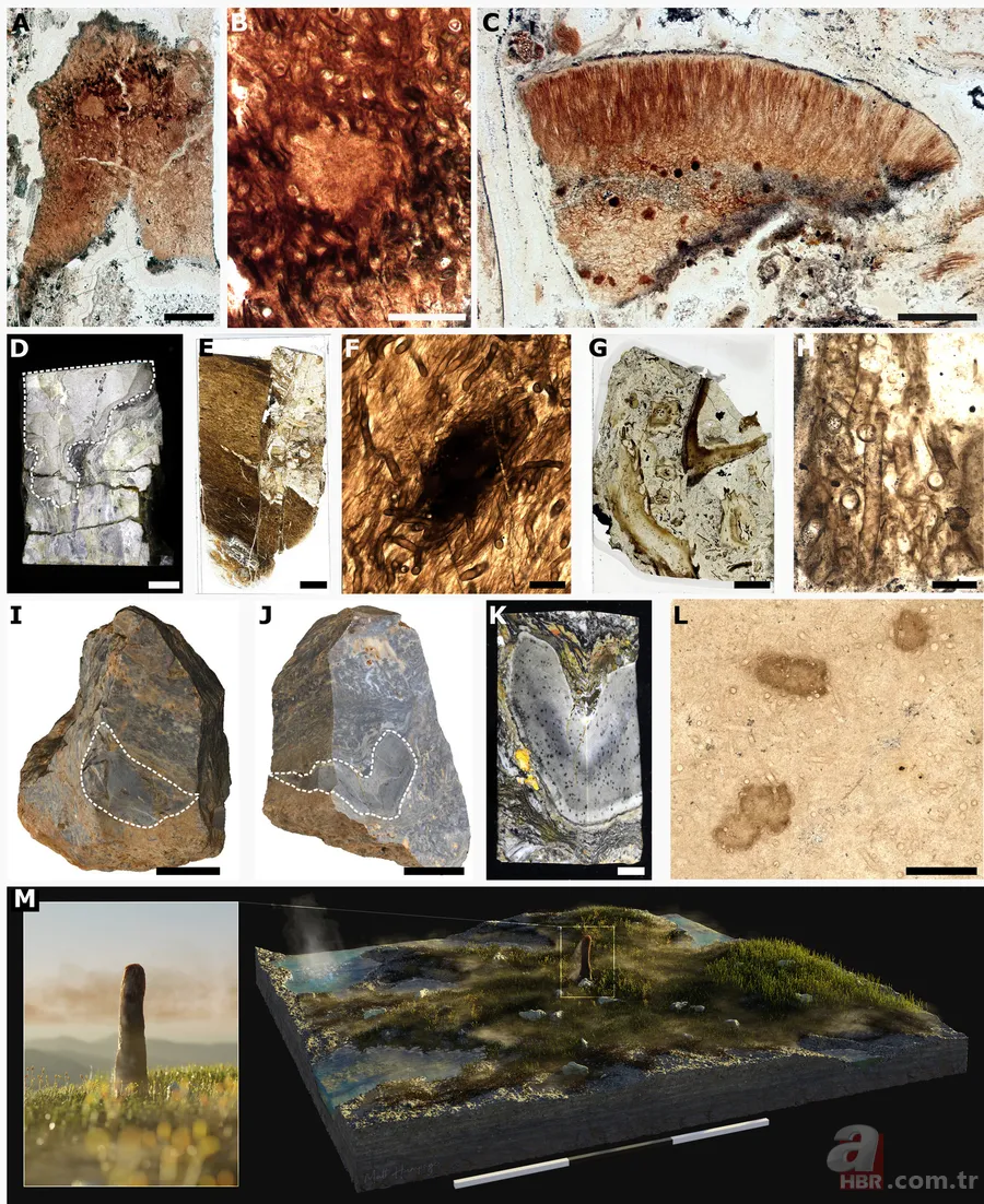 Tam 410 milyon yıl önce dünyadaydı! Bilim insanları bu canlının ne olduğunu bilmiyor 5
