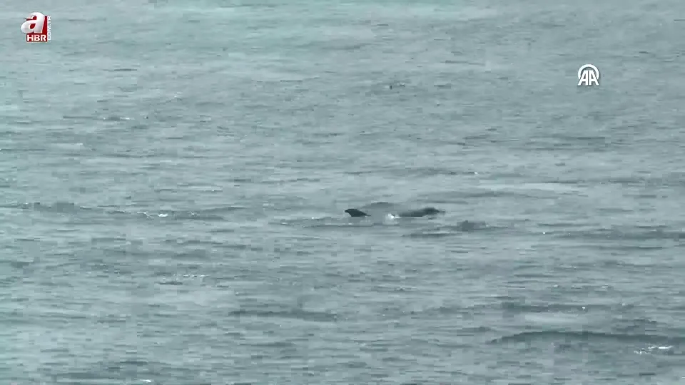 İstanbul’da yunusların büyüleyen gösterisi