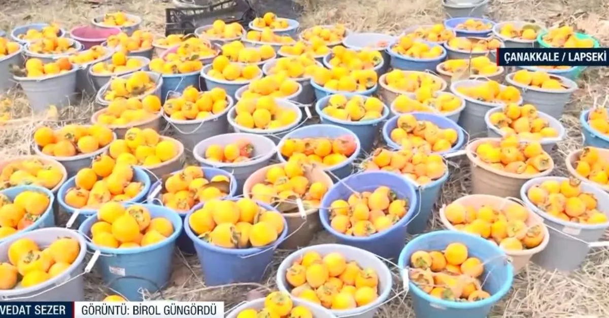 Şifa kaynağı! Çanakkale’de Trabzon hurması üretimi