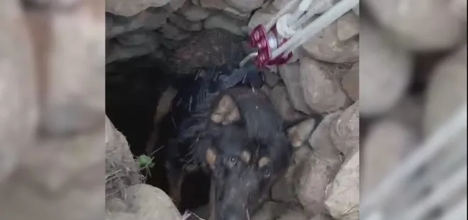 Datça'da kuyuya düşen köpek kurtarıldı