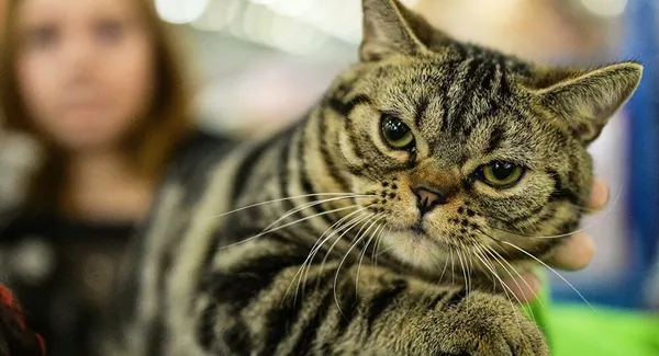 ruyada-kedi-gormek-ne-anlama-geliyor-kedi-gormek-ruya-tabirleri-1622595405695.jpg Rüyada kedi görmek ne anlama geliyor? Kedi görmek rüya tabirleri - 7