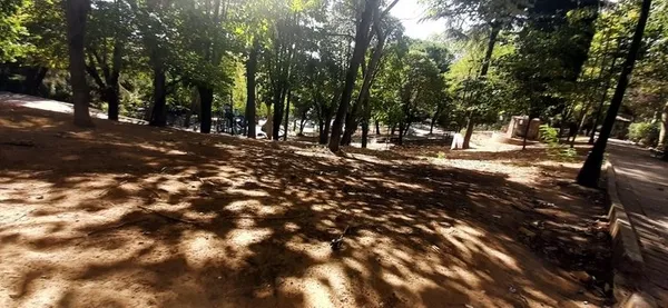 Ağaç düşmanı CHP’li İBB! Bölge halkı alev püskürdü: Beşiktaş’ta oksijensiz kaldık