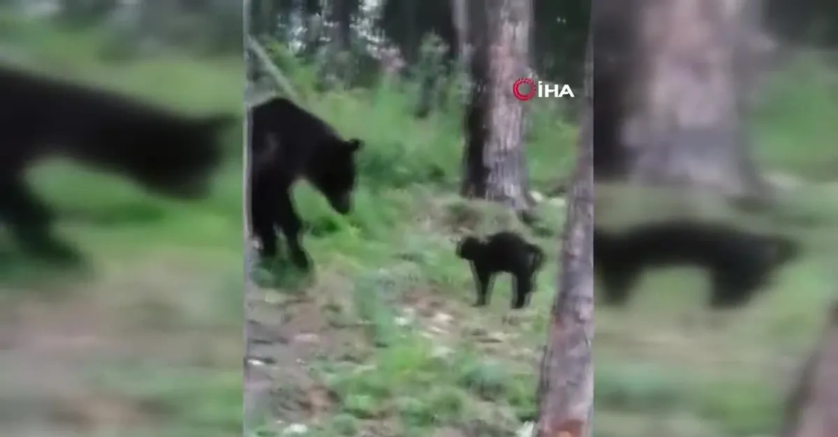 Kedi ayıya karşı aslan kesildi! Piknik yapan aileyi bakın nasıl savundu