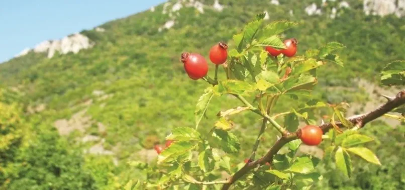 5 BİN KÖYE 5 BİN GELİR GETİRİCİ ORMAN