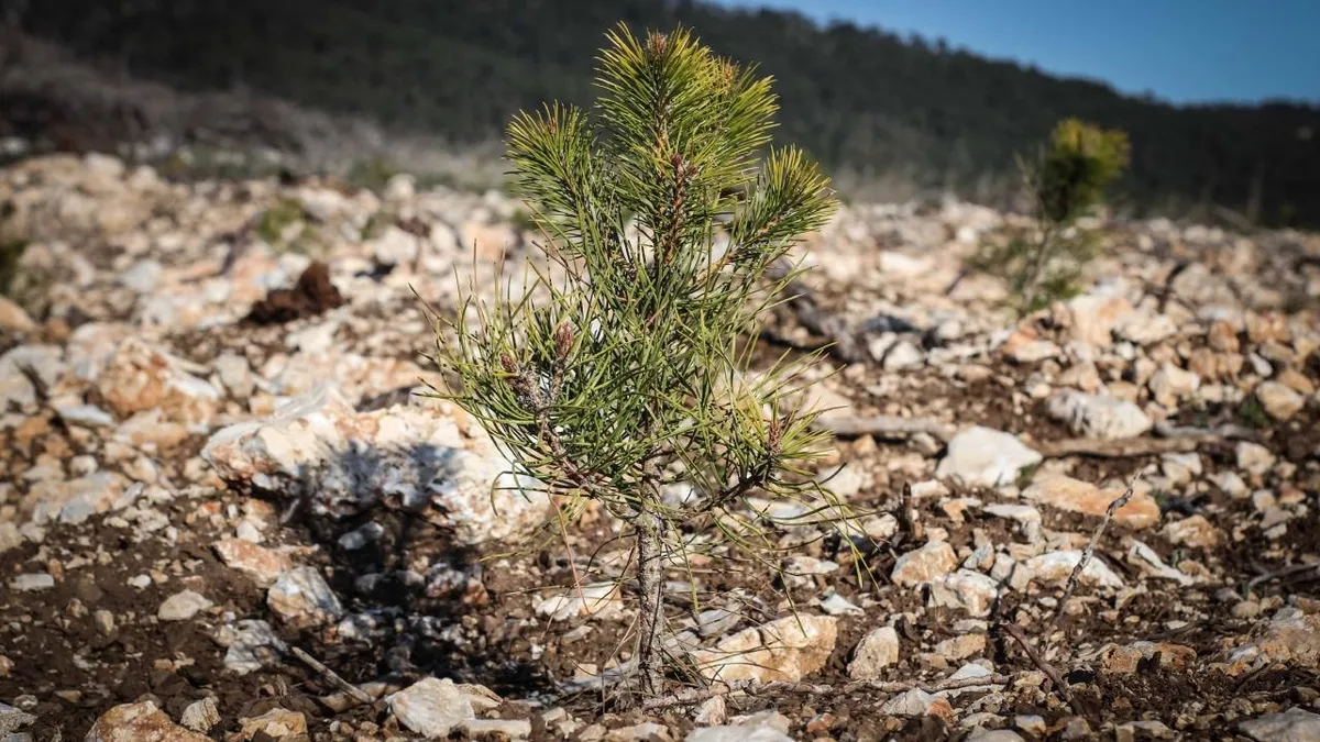 Ormanlar için bu yıl 118 milyon fidan üretilecek, yangınla mücadele filosu büyütülecek