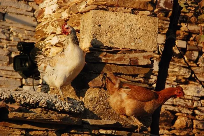 10 liralık yumurtalarla servet kazandı - 1