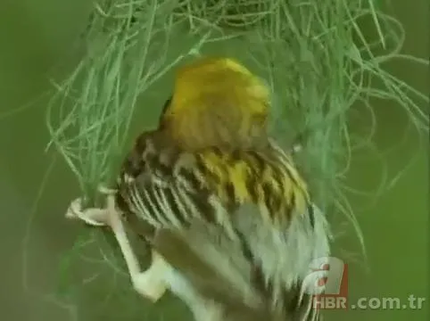 Mühendis gibi yaptı! Dokumacı kuşların yuvaları görenleri hayran bırakıyor