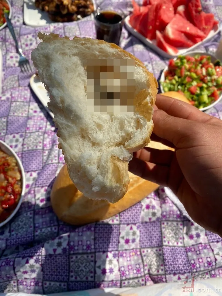 Antalya’da pes dedirten olay! Piknikte ekmeği böldüklerinde hayatlarının şokunu yaşadılar
