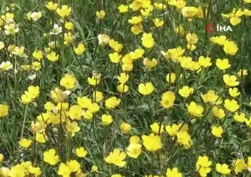 Erzurum'un yaylalarında bahar esintisi