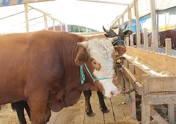 Elde kalan kurbanlıklar satın alınacak