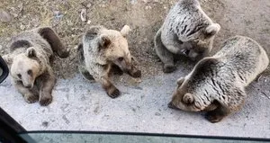Ayılara şeker vermek istedi!