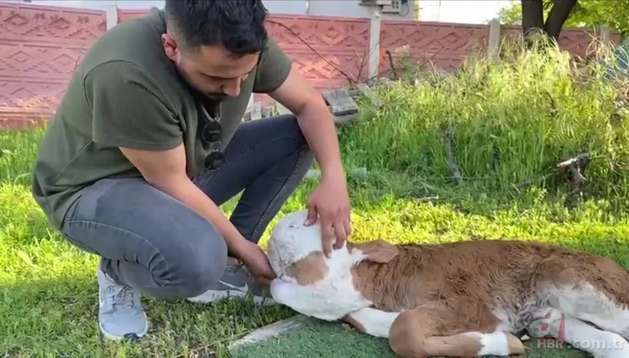 Doğum yapan inek sahibini şoke etti! Çok nadir görülen olay: Beyni derinin altında gözleri de oluşmadı 4