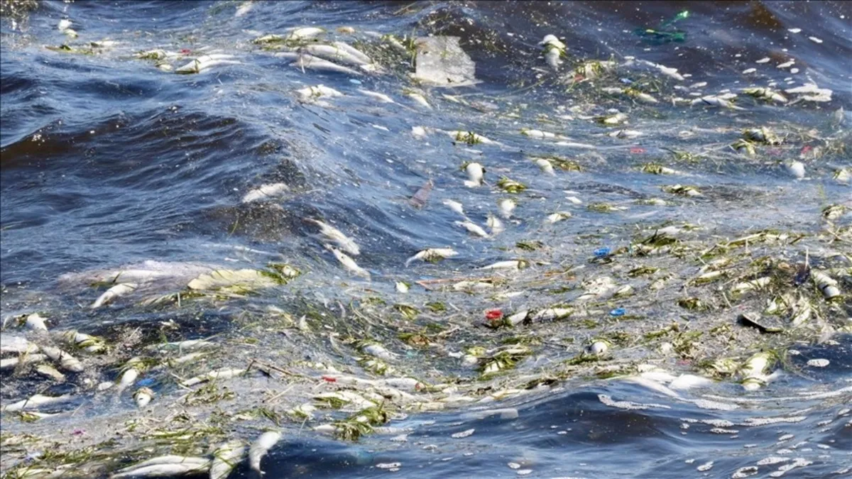 İzmir Körfezi'nde balık ölümleri! Vatandaş isyanda: Kötü koku var