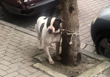 Köpek saldırısında ne yapılmalı? Uzmanlardan dikkat çeken tavsiyeler