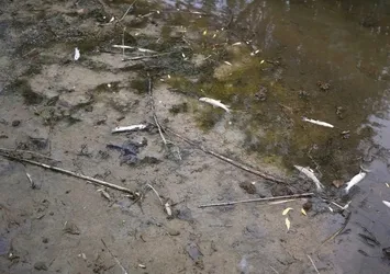 Kırklareli'nde gölette balık ölümleri inceleniyor