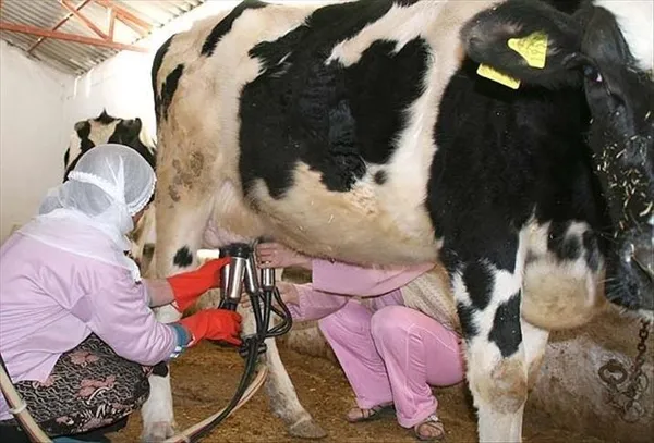 Et ve Süt Kurumu’ndan fiyatları düşürecek hamle! Türkiye’nin her bölgesinde kurulacak