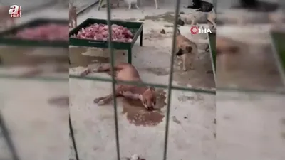 Hayvan barınağında tepki çeken görüntü