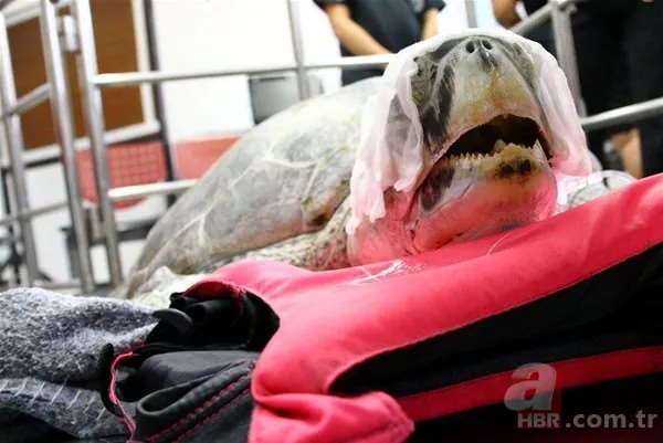 Karaya vuran balinanın karnından öyle bir şey çıktı ki... Akılalmaz olay 17