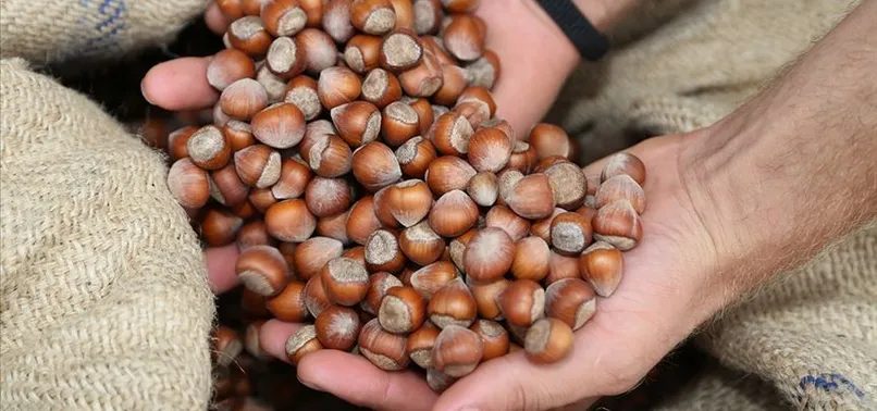 Levant fındık ne demek, nedir? 2023 Levant fındık fiyatları ne kadar, kaç TL? İşte fındık çeşitleri ve fiyatları...