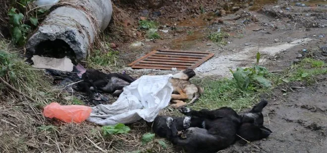 Rize’de köpeklerin şüpheli ölümü! Mahalleli ayağa kalktı: Vahşi bir durum