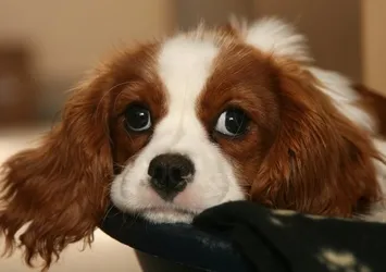 Hasta köpeğine bakmak isteyene izin
