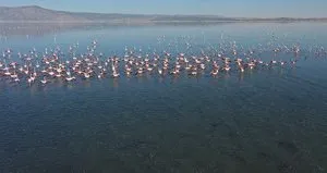 Acıgöl flamingolarla bir başka güzel
