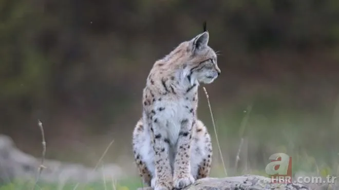 Son dakika: Türkiye'de görülen et yiyen çekirge şehri alarma geçirdi! Vatandaşlar tedirgin 12