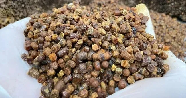 1714313226865.jpeg Mide ülserine karşı arı ekmeği tavsiyesi! Doğal probiyotik... - 1