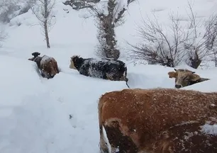 Sivas'ta 1 metreyi aşan kar besicileri zorladı