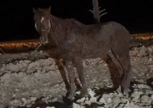 Ceylanpınar'da otomobil, at arabasına çarptı: 2 yaralı