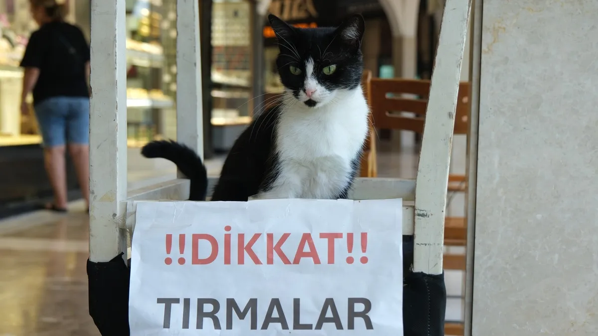 Adana'nın kedisi de asabi