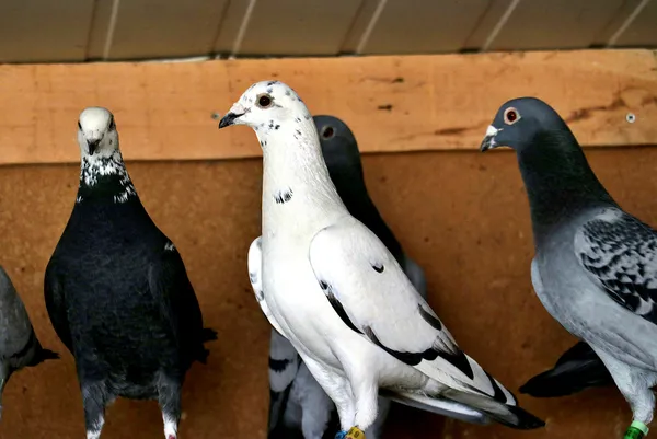 yeni-rota-belirleniyor-hedef-avrupa-1674728579601.jpg Yeni rota belirleniyor: Hedef Avrupa - 5