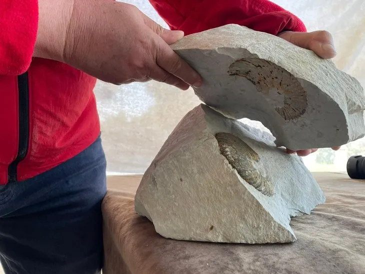 Ordu'da 65 milyon yıllık fosil bulundu iddiası